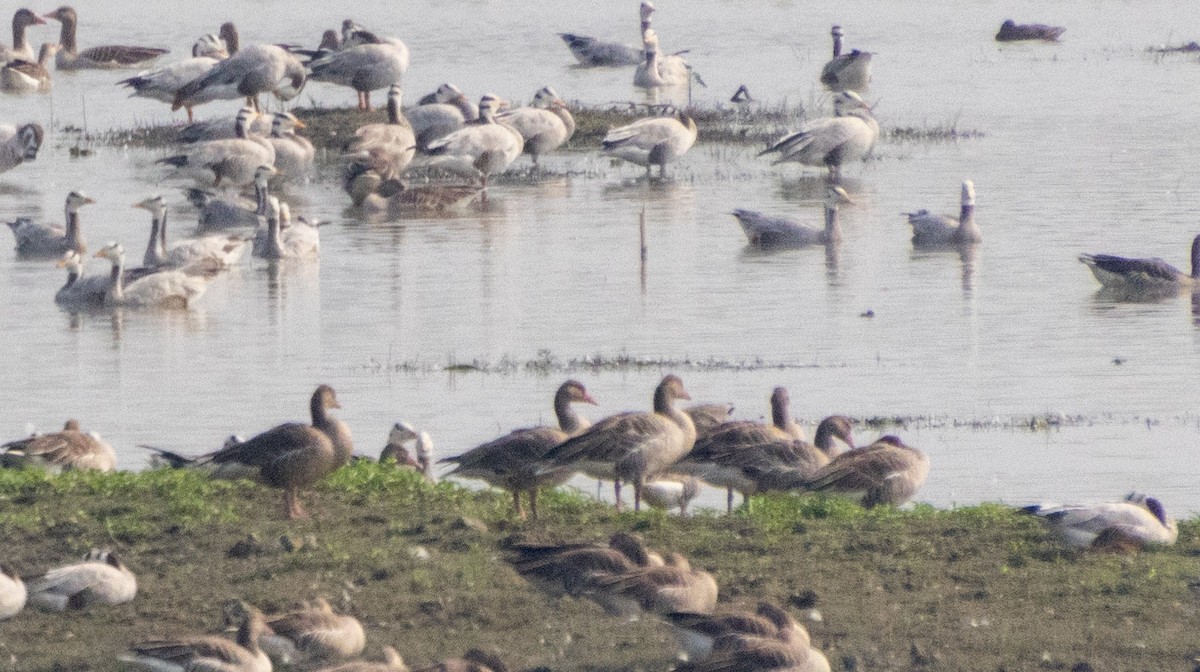 Greater White-fronted Goose (Eurasian) - ML613977001