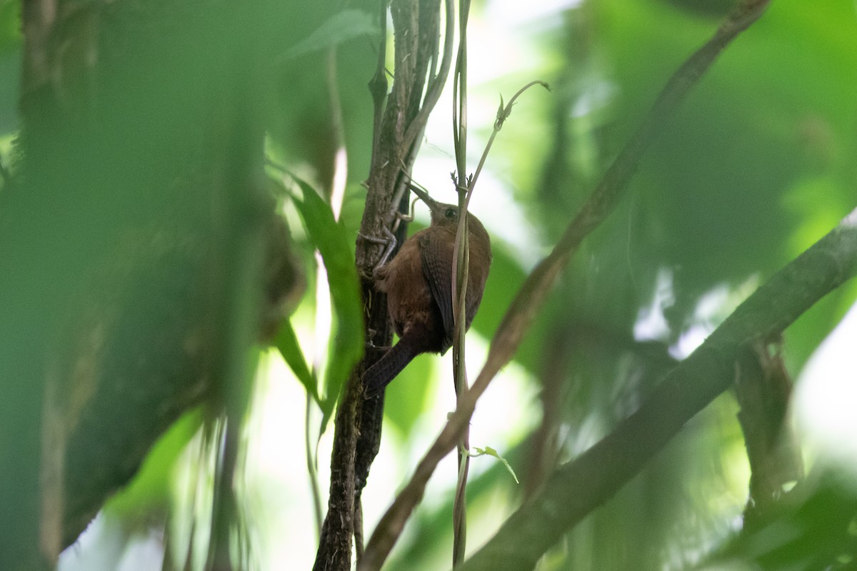 House Wren (Dominica) - ML613977113