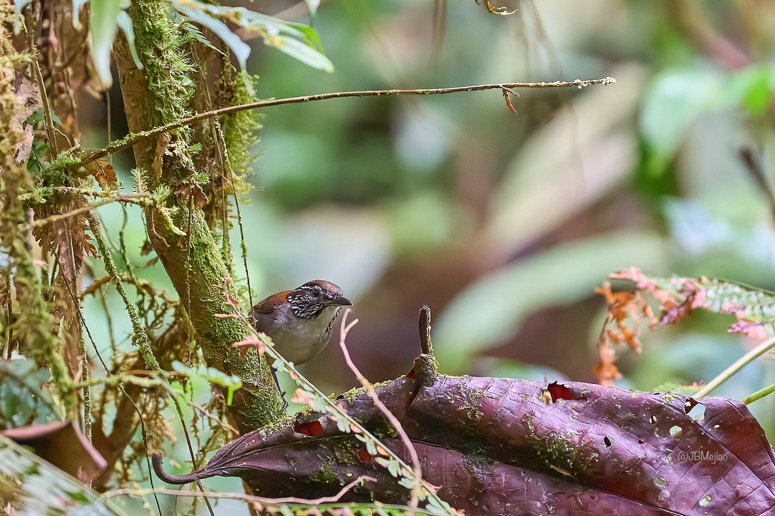 White-breasted Wood-Wren - ML613977151