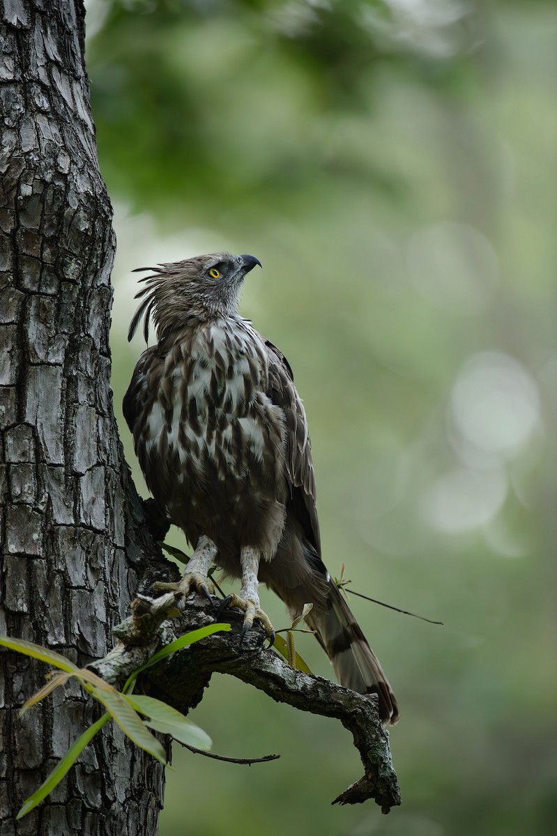 Changeable Hawk-Eagle - ML613977174