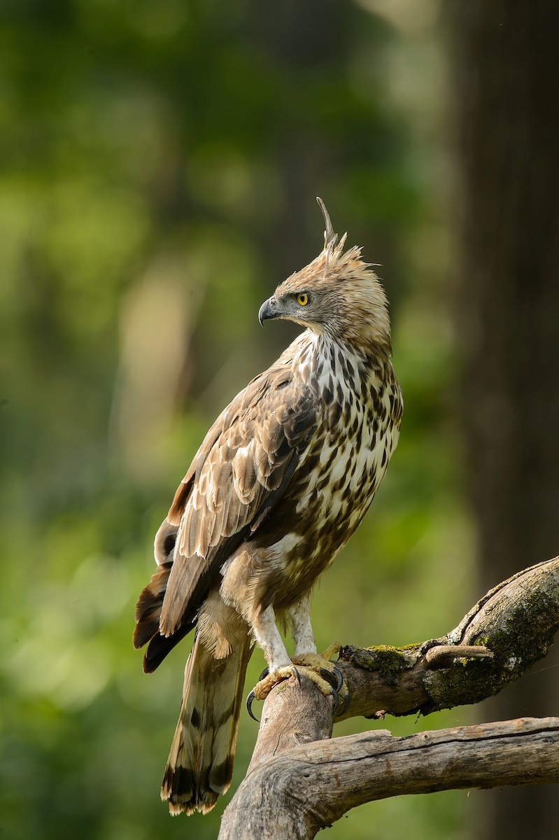 Changeable Hawk-Eagle - ML613977176