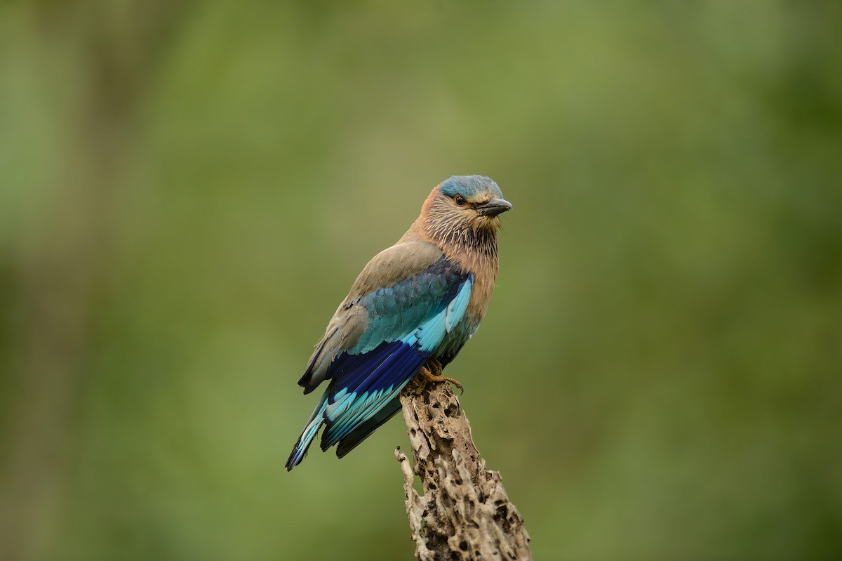 Indian Roller - ML613977179