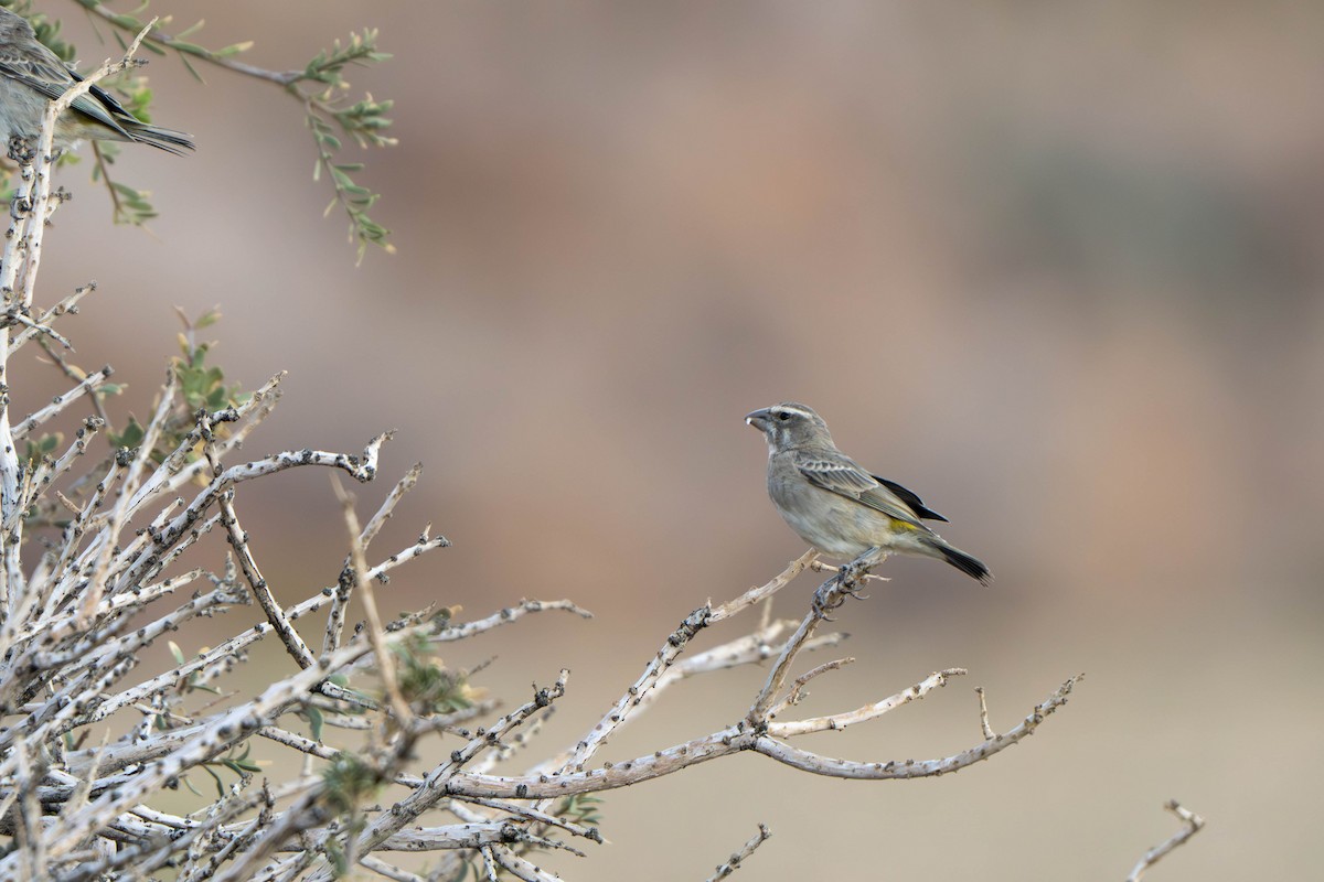White-throated Canary - ML613977226