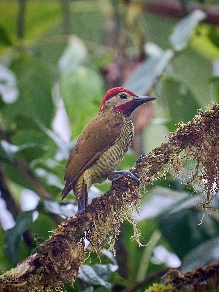 Golden-olive Woodpecker - Juan B Mejia Ossa