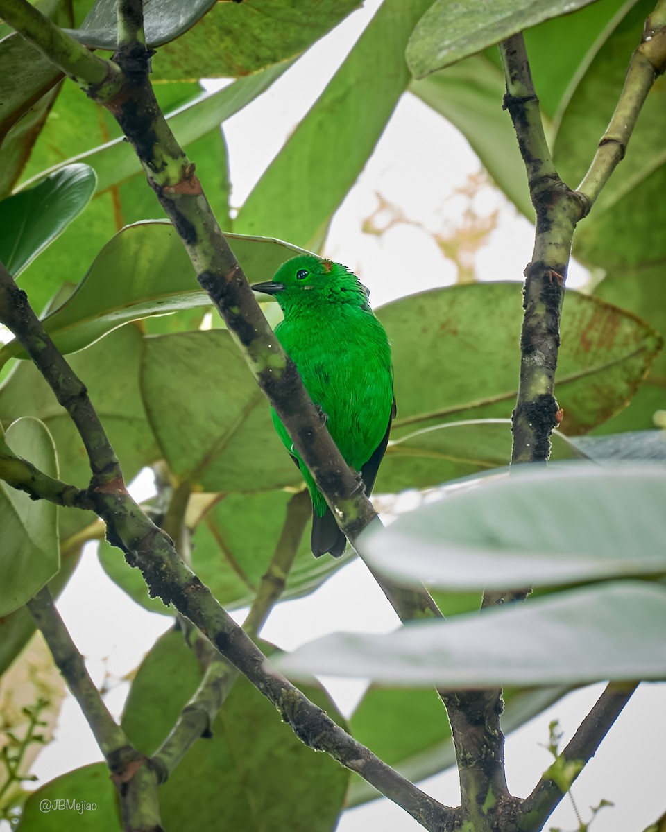 Glistening-green Tanager - Juan B Mejia Ossa