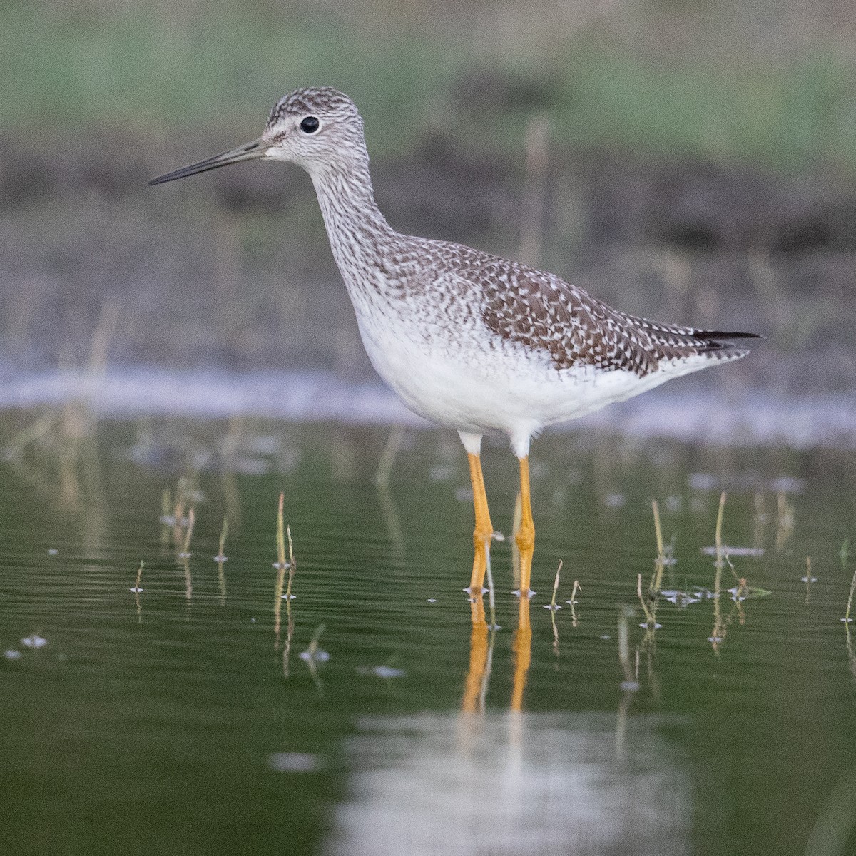 Greater Yellowlegs - ML613977345