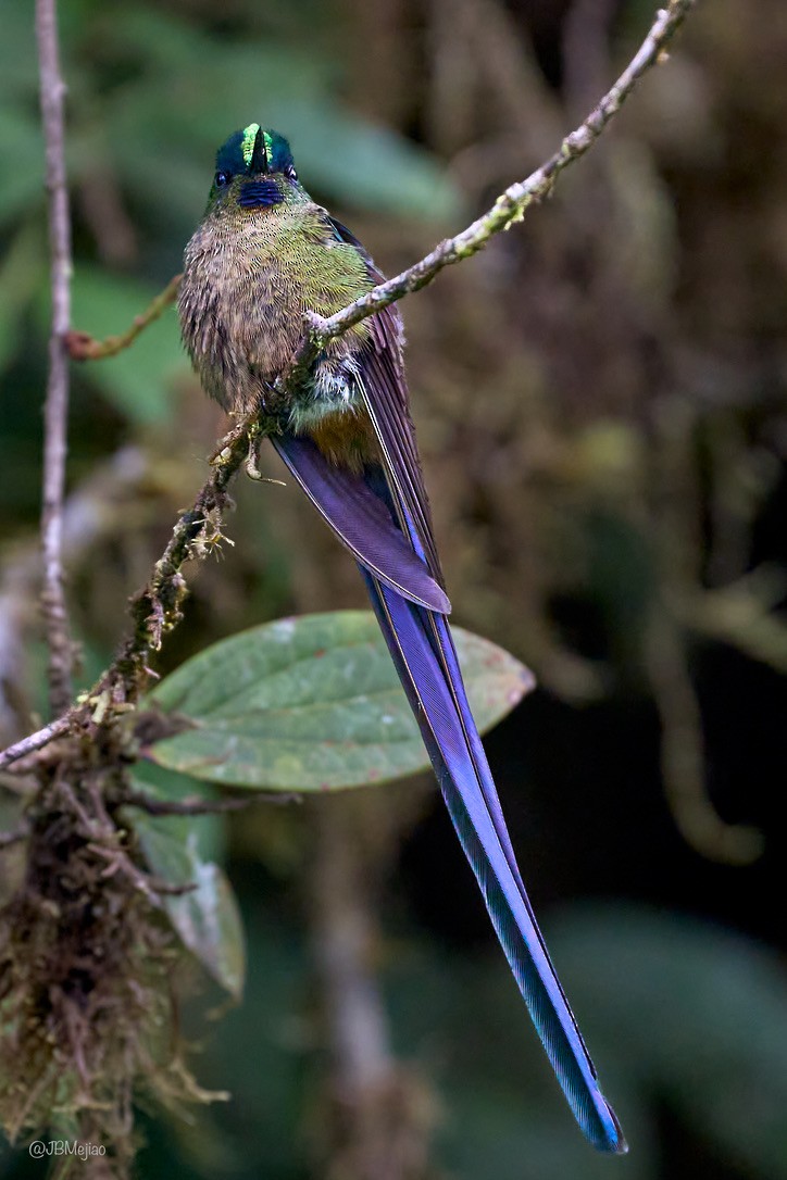 Violet-tailed Sylph - Juan B Mejia Ossa