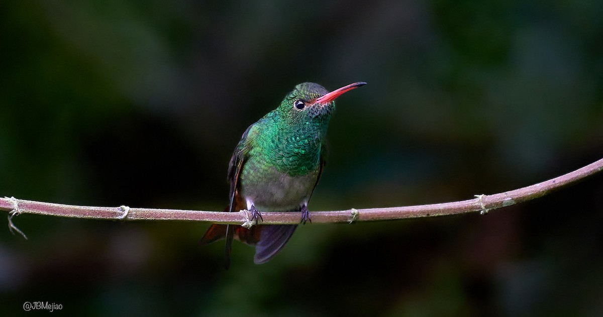 Rufous-tailed Hummingbird - Juan B Mejia Ossa