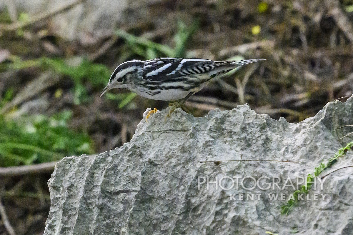 Black-and-white Warbler - Kent Weakley