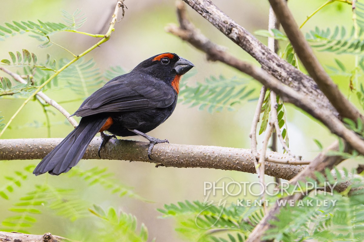 Greater Antillean Bullfinch - ML613977435