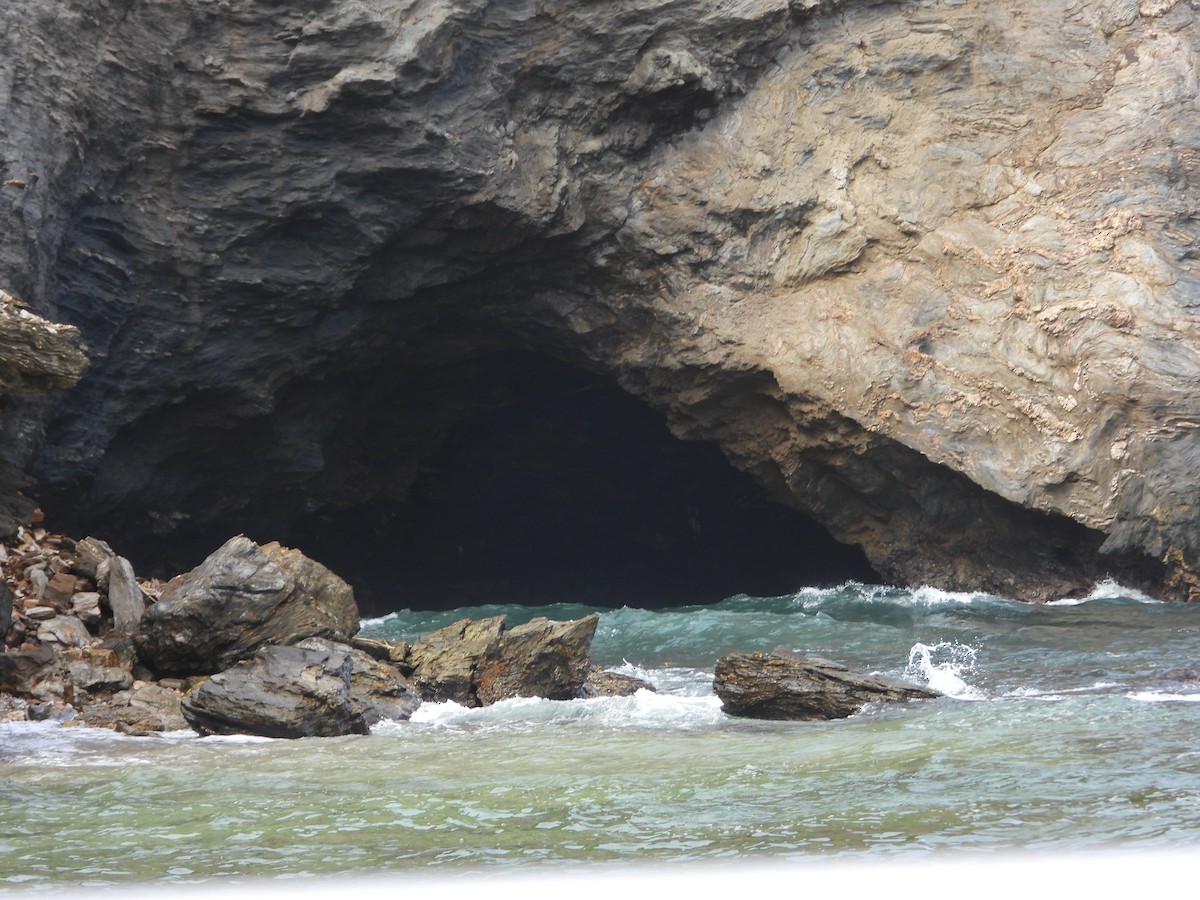 Guacharo des cavernes - ML613977439