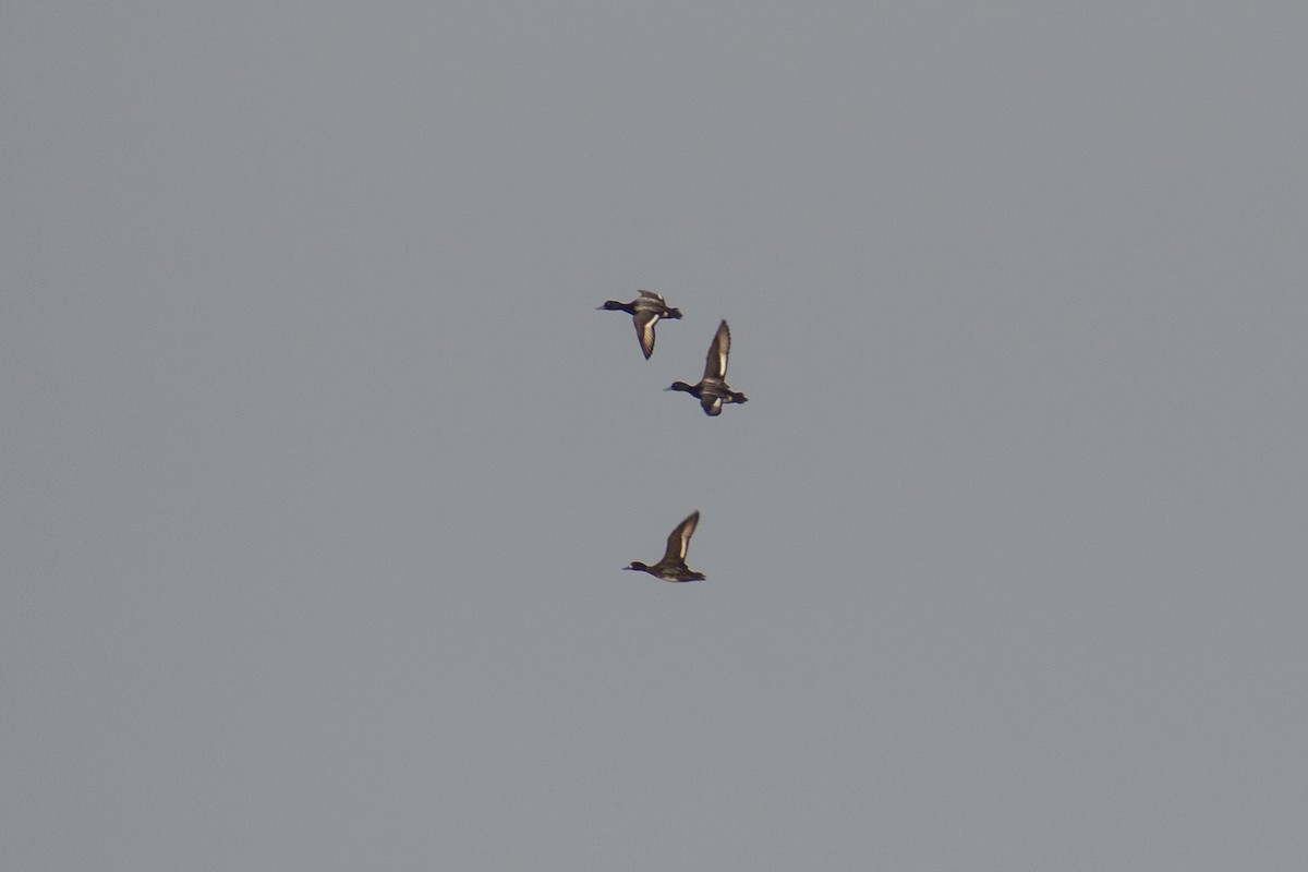 Lesser Scaup - ML613977494