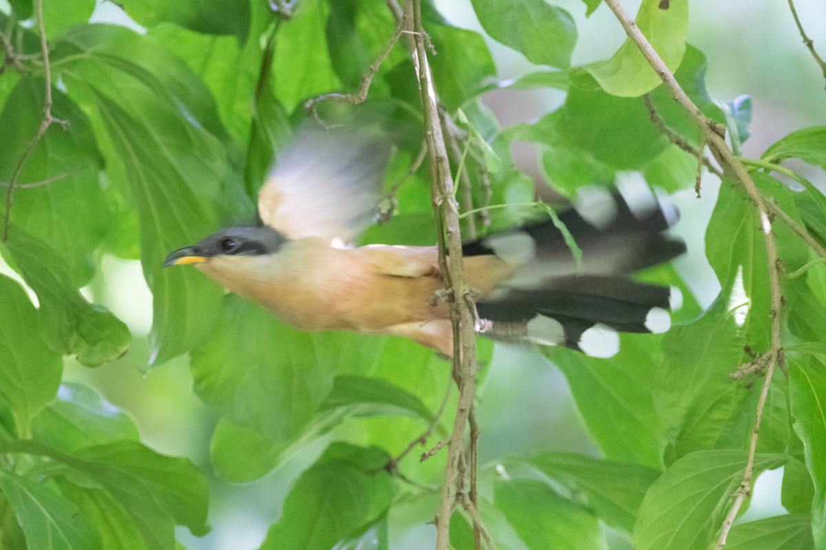 Mangrove Cuckoo - Andrew Marden