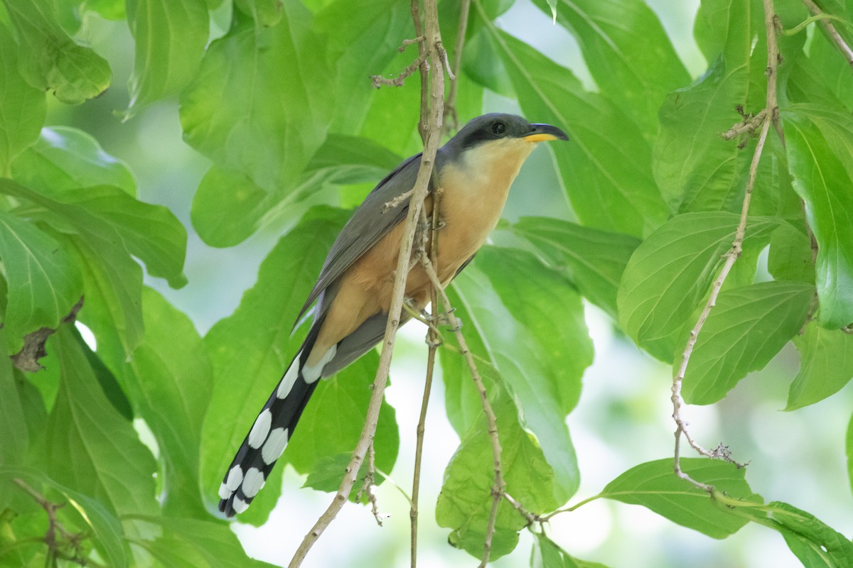 Mangrove Cuckoo - Andrew Marden