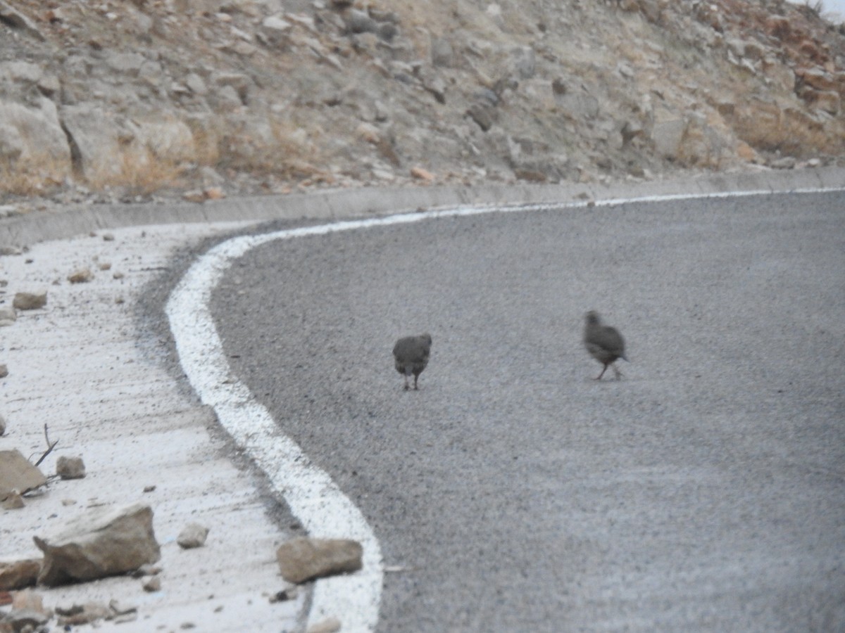 Red-legged Partridge - ML613977684