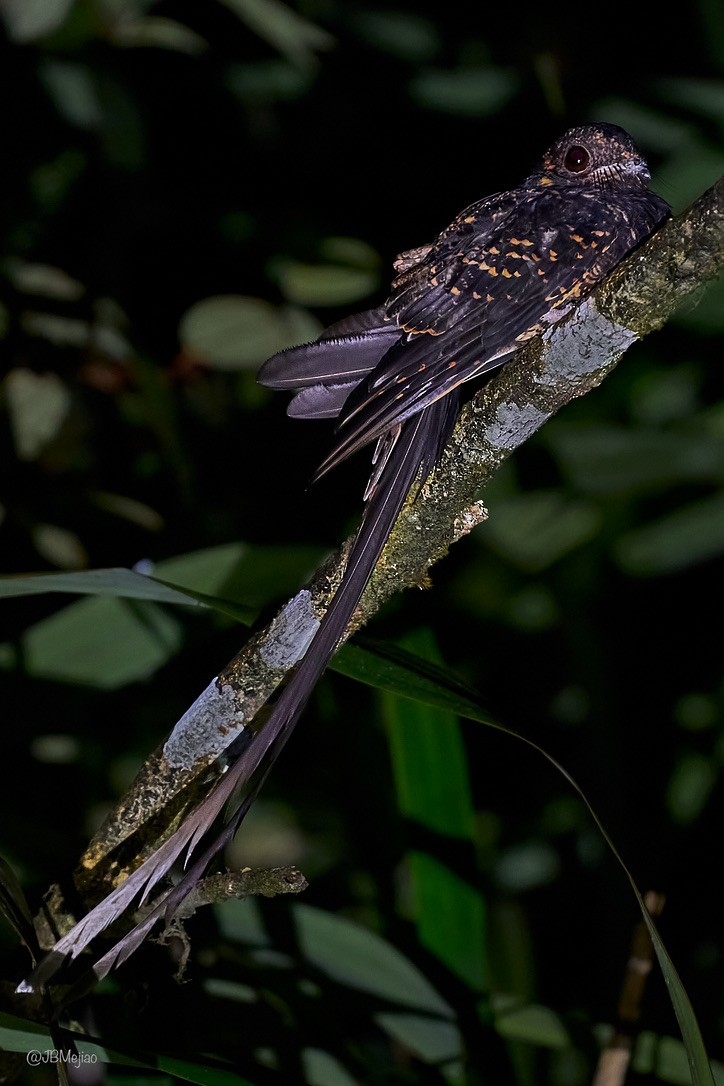 Lyre-tailed Nightjar - ML613977708