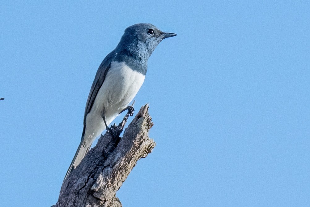 Leaden Flycatcher - ML613977718