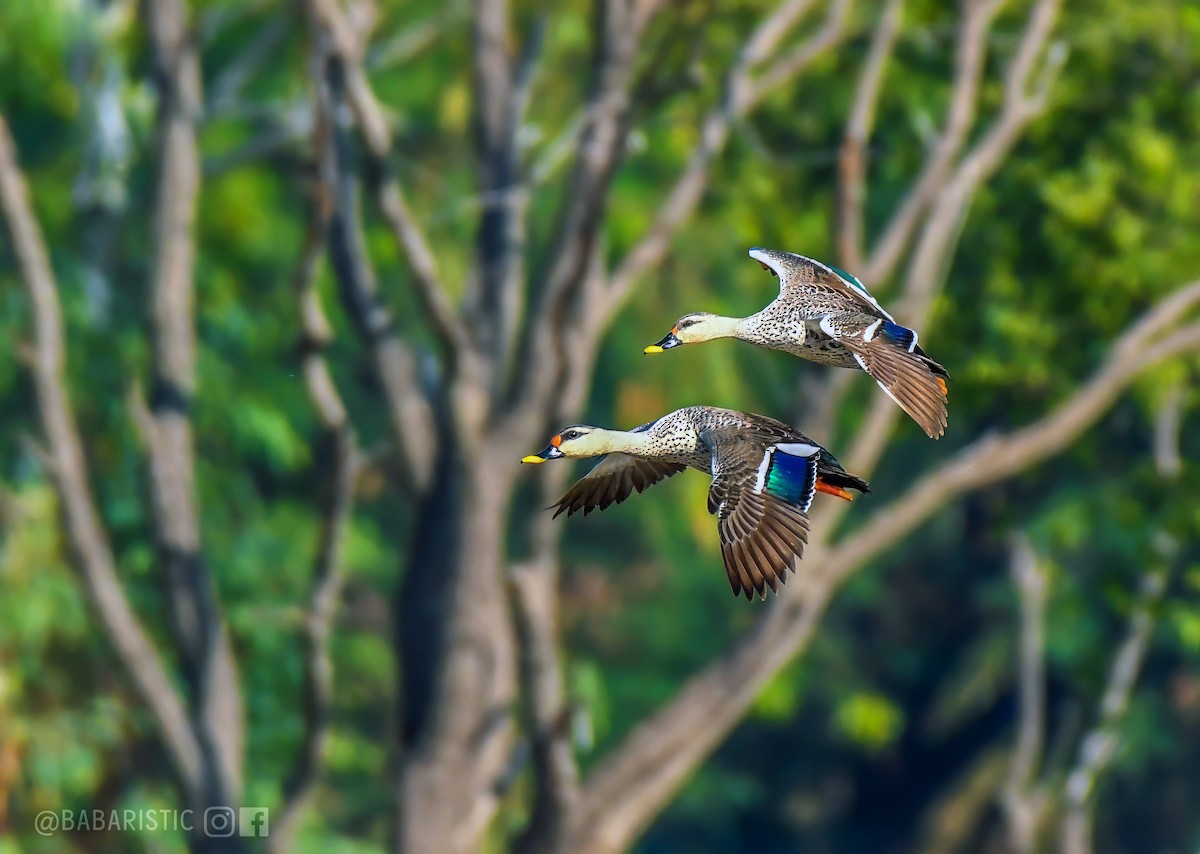 Indian Spot-billed Duck - ML613977767