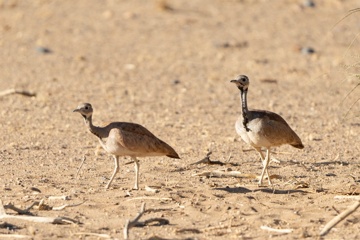 Rüppell's Bustard - ML613977816