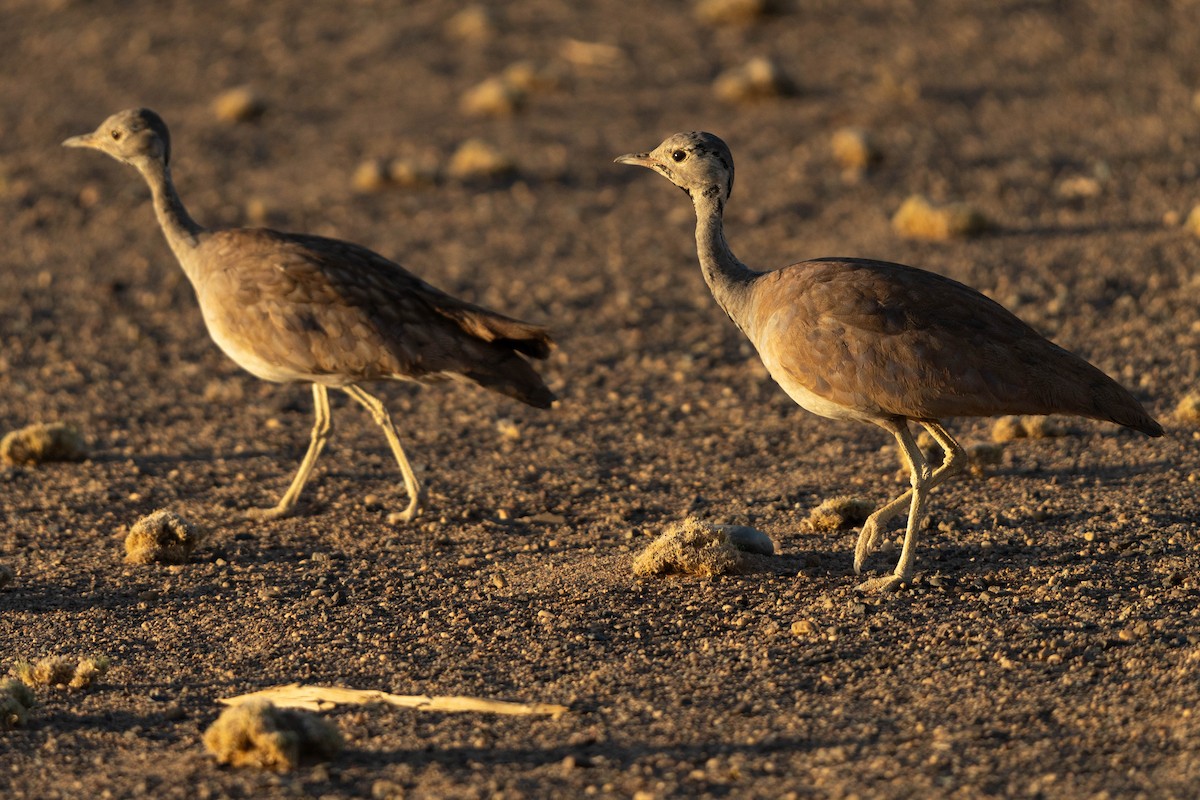 Sisón de Damaraland - ML613977834