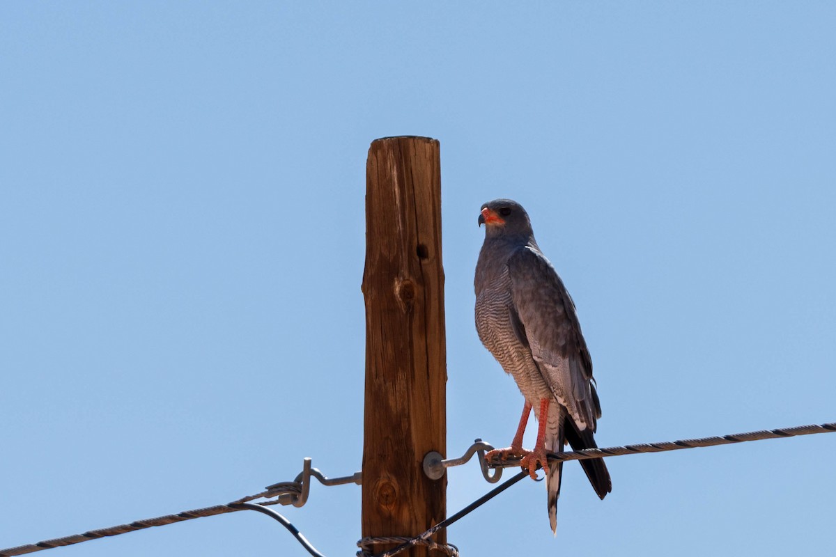 Pale Chanting-Goshawk - Hans van der Hoeven