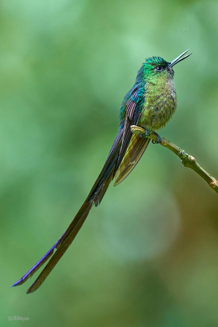 Violet-tailed Sylph - ML613977906