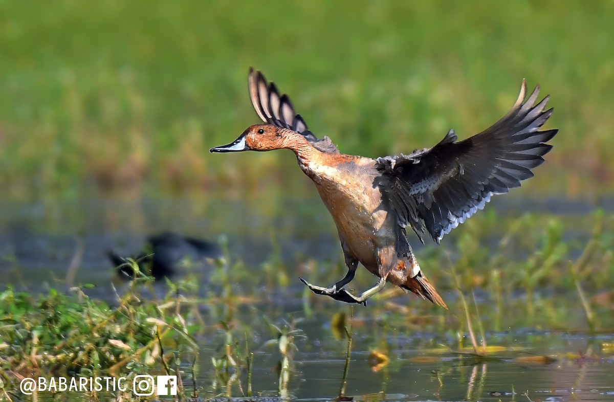 Northern Pintail - Muhammad Babar