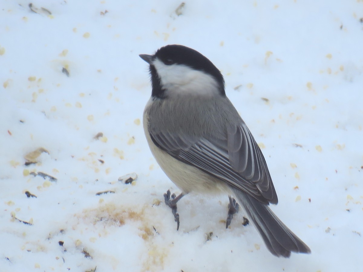 Carolina Chickadee - ML613978127