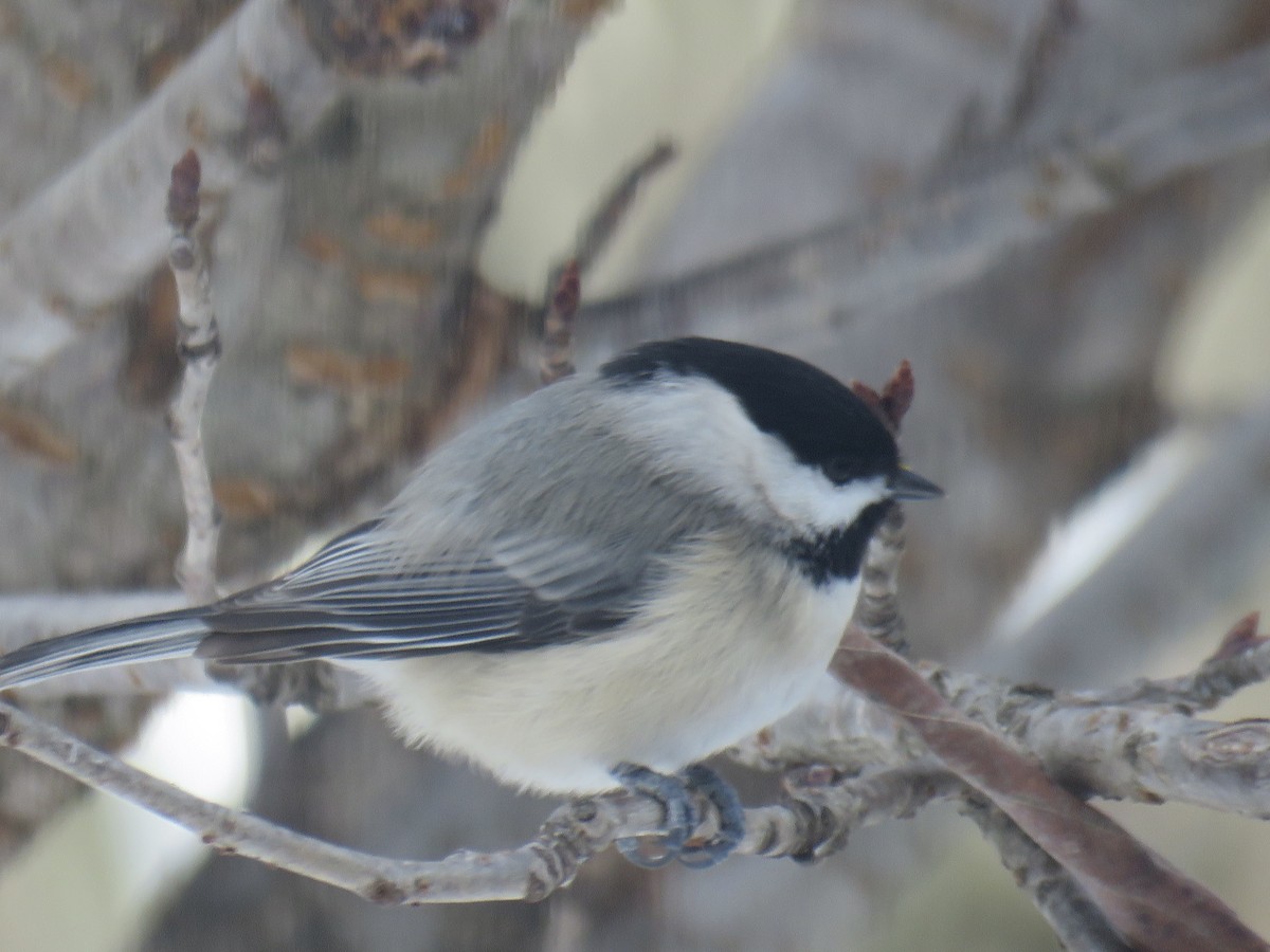 Carolina Chickadee - ML613978128