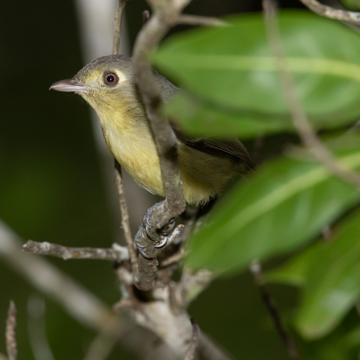 Cuban Vireo - ML613978147