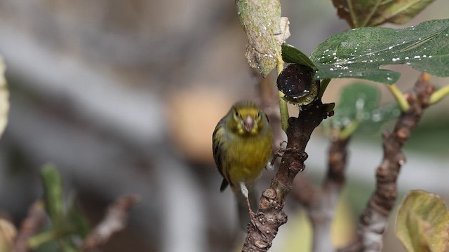 カナリア - ML613978285