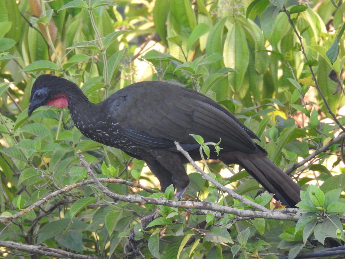 Crested Guan - Justin Harris