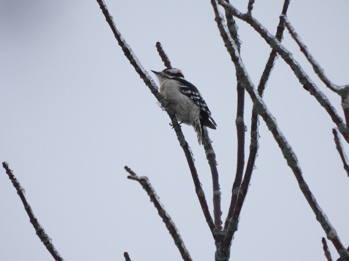 Downy Woodpecker - ML613978309