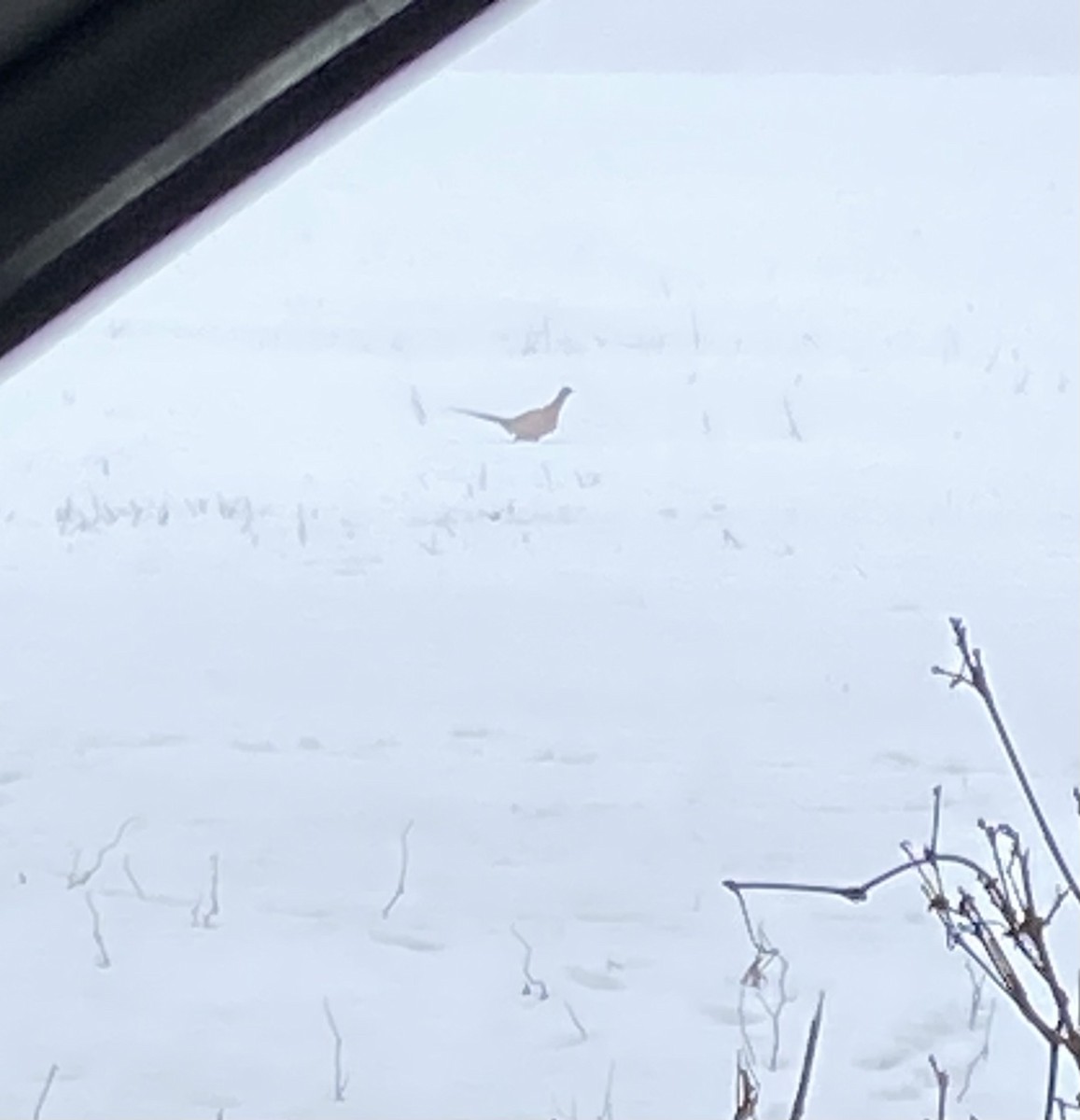 Ring-necked Pheasant - ML613978362