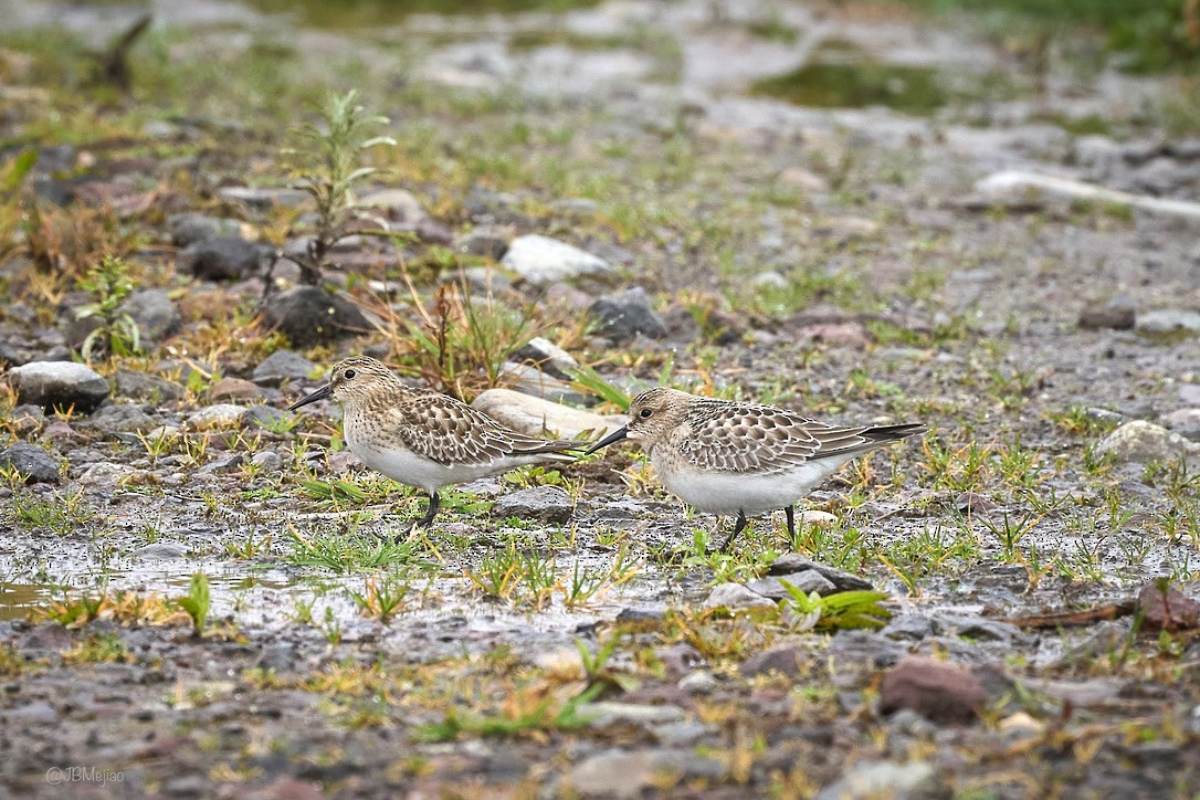 Baird's Sandpiper - ML613978367