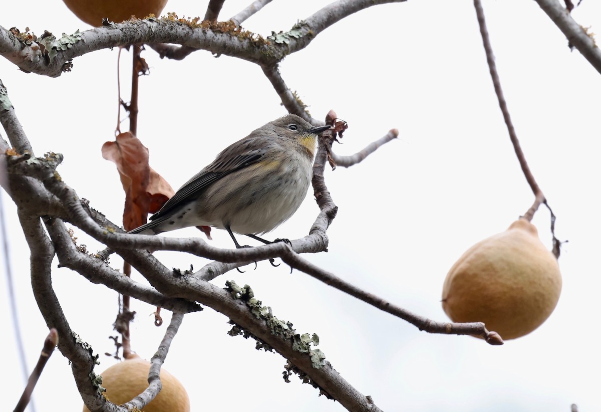 Yellow-rumped Warbler - ML613978370