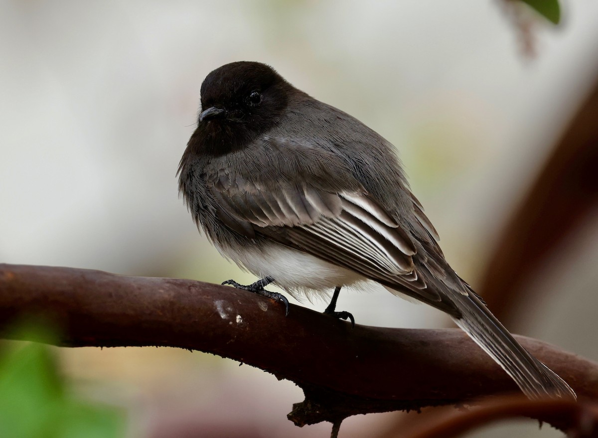 Black Phoebe - ML613978372