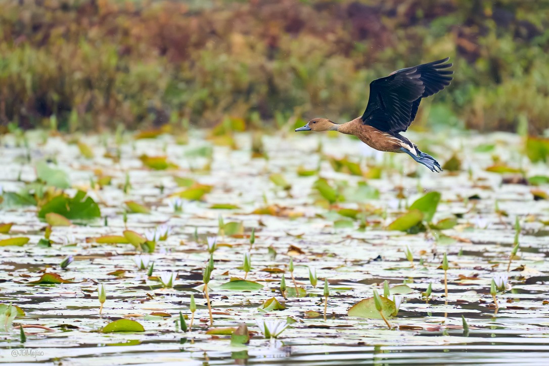 Fulvous Whistling-Duck - ML613978423