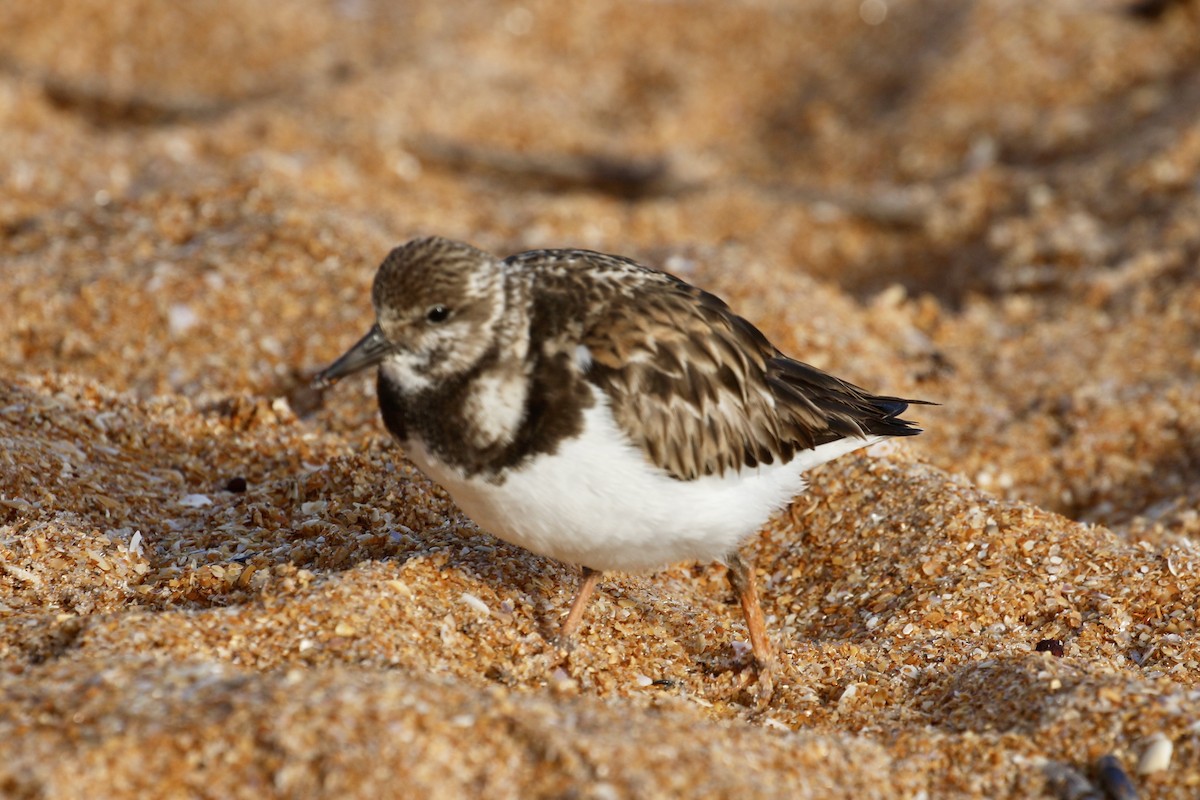 Ruddy Turnstone - ML613978463