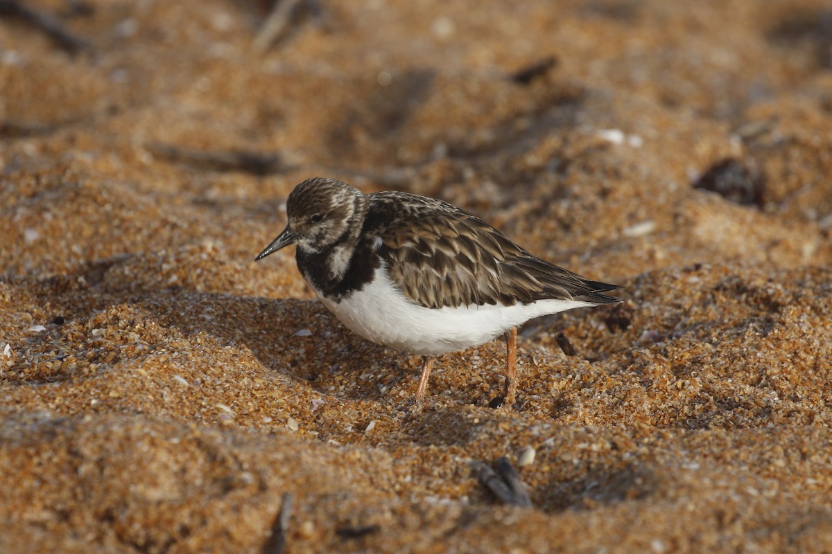 Ruddy Turnstone - ML613978464