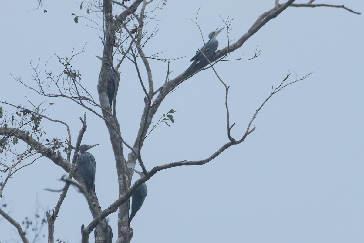 Great Slaty Woodpecker - ML613978465