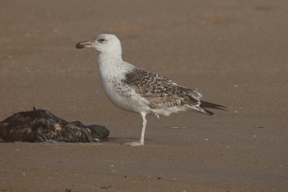 Great Black-backed Gull - ML613978471