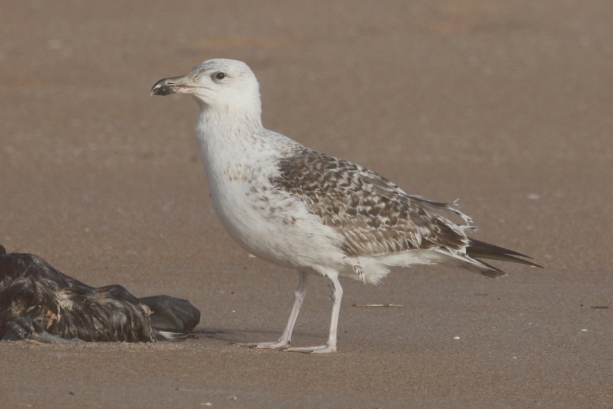 Great Black-backed Gull - ML613978472