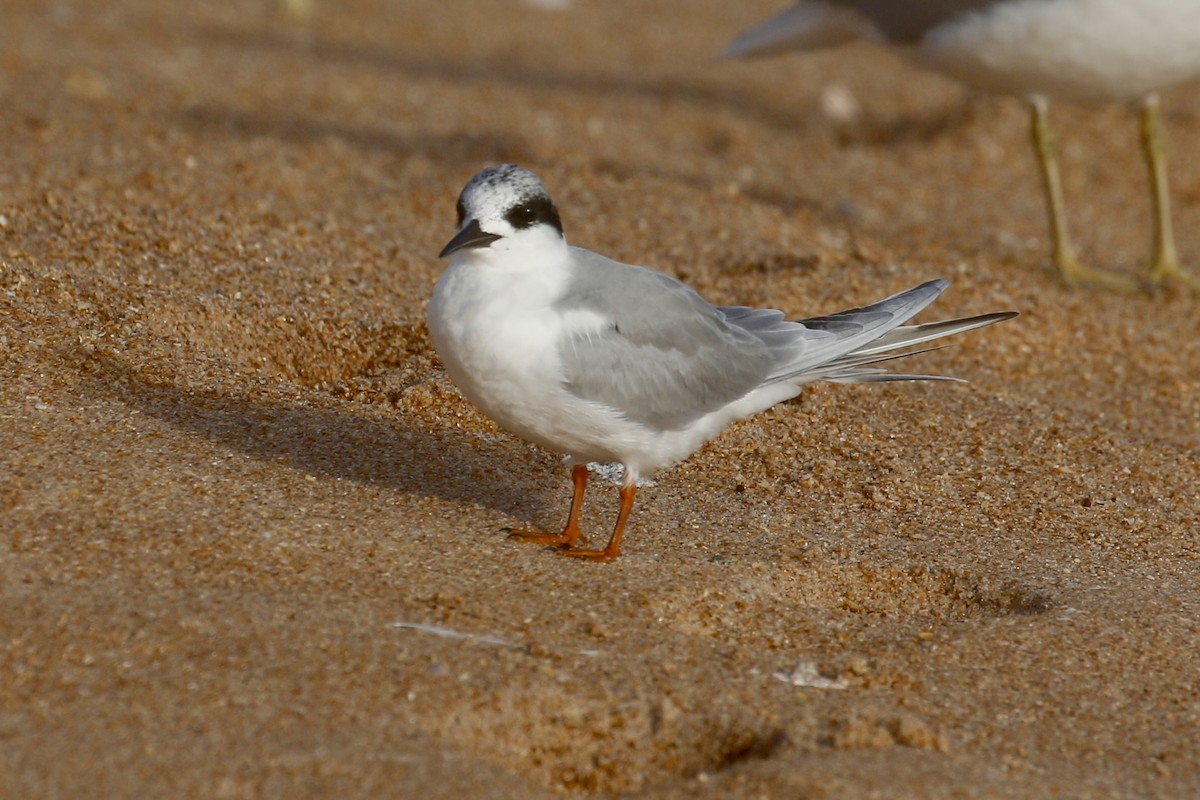 Forster's Tern - Jeffrey Boland