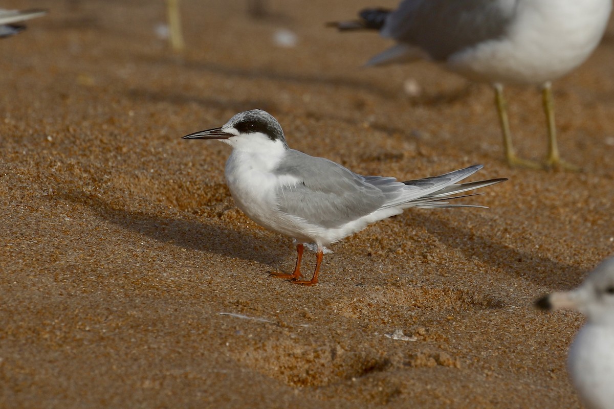 Forster's Tern - Jeffrey Boland