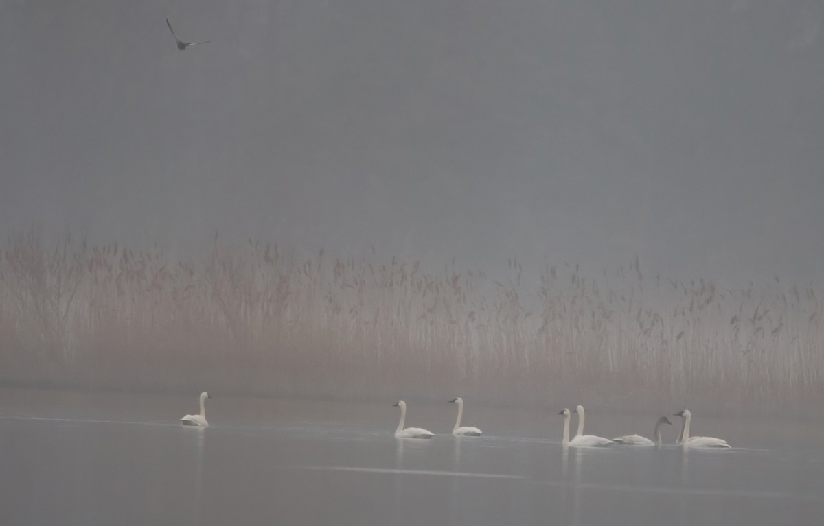 Tundra Swan - ML613978492