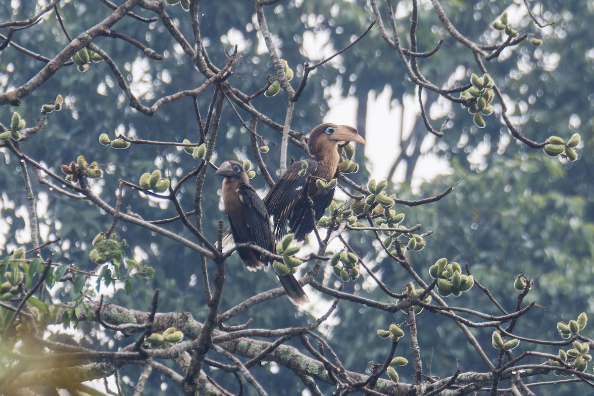 Rusty-cheeked Hornbill - Wich’yanan Limparungpatthanakij