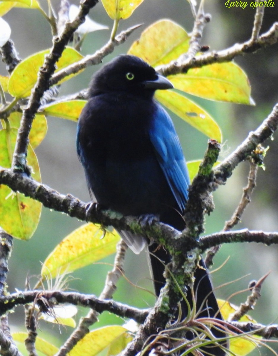 Bushy-crested Jay - ML613978549