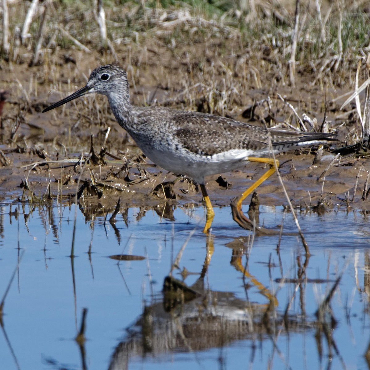 Lesser/Greater Yellowlegs - ML613978611