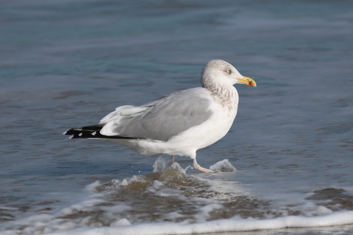 racek stříbřitý (ssp. smithsonianus) - ML613978641